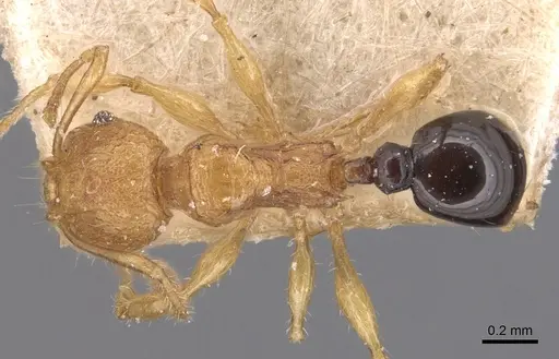 Pheidole philemon specimen