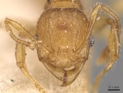 Pheidole philemon specimen