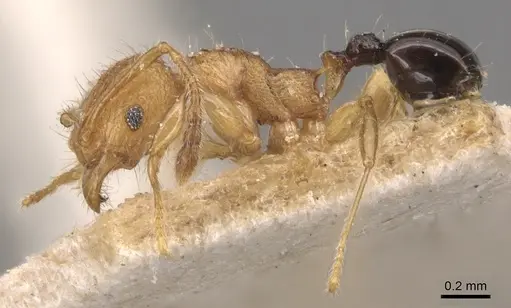 Pheidole philemon specimen