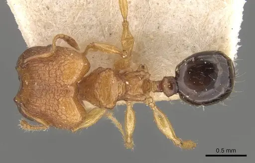 Pheidole philemon - CASENT0908049