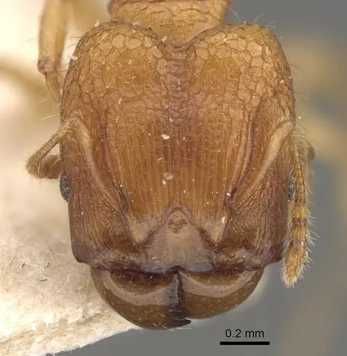 Pheidole philemon - CASENT0908049