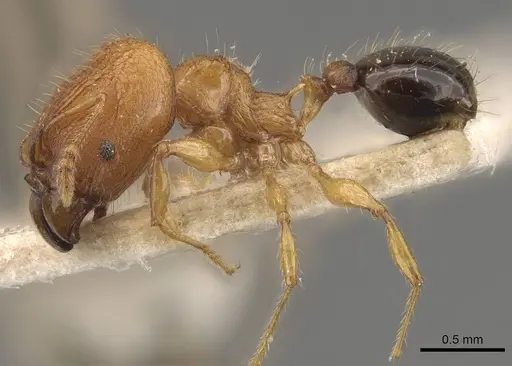 Pheidole philemon - CASENT0908049