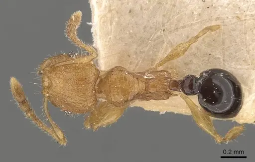 Pheidole philemon - CASENT0908050