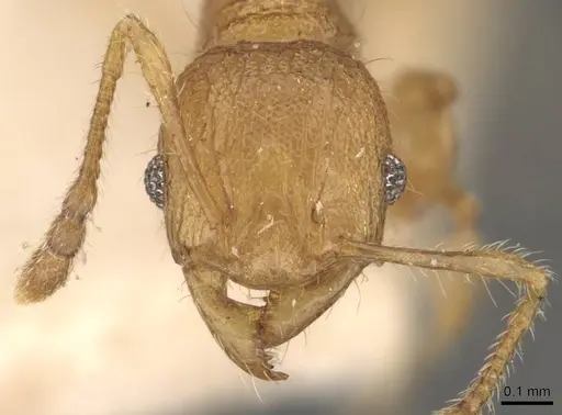 Pheidole philemon - CASENT0908050