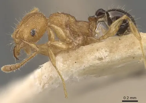 Pheidole philemon - CASENT0908050