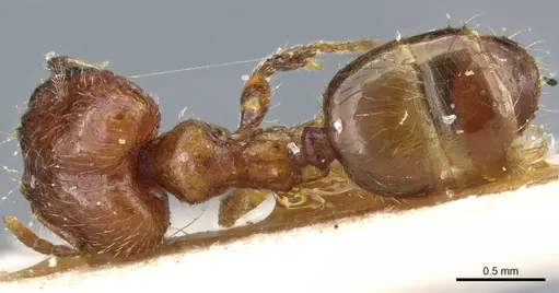 Pheidole philippi specimen