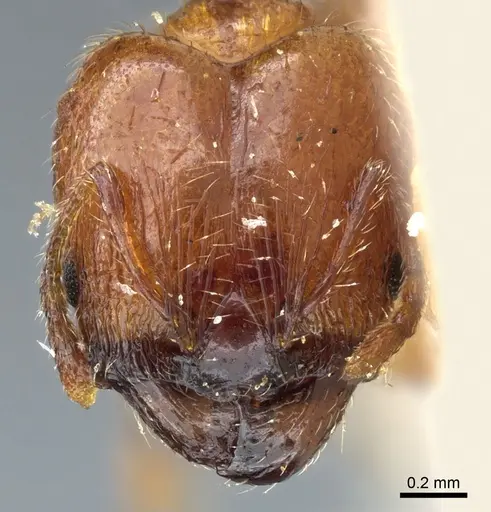 Pheidole philippi specimen