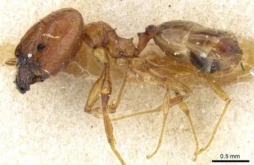 Pheidole philippi specimen
