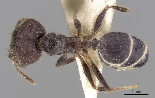 Pheidole phipsoni specimen