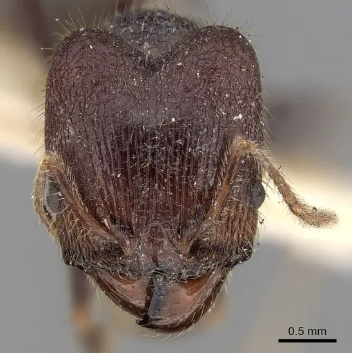 Pheidole phipsoni specimen