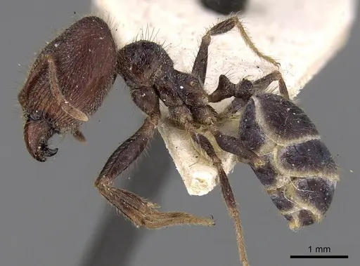 Pheidole phipsoni specimen