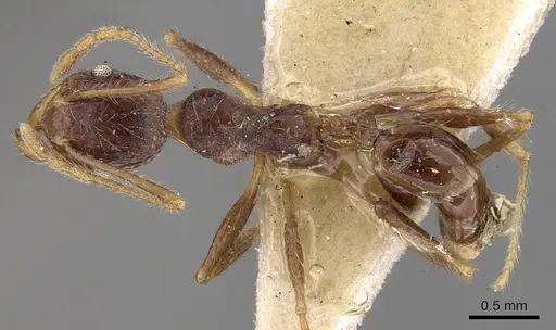 Pheidole phipsoni - CASENT0281681