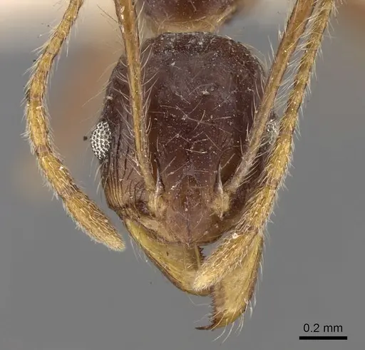 Pheidole phipsoni - CASENT0281681