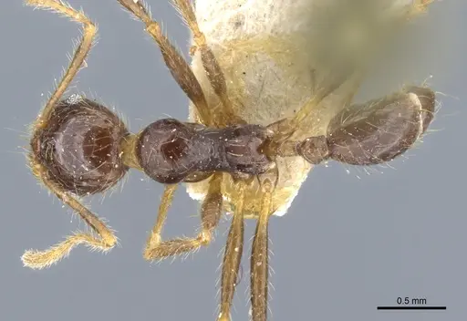 Pheidole phipsoni - CASENT0904273
