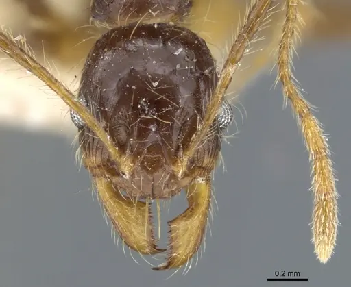 Pheidole phipsoni - CASENT0904273