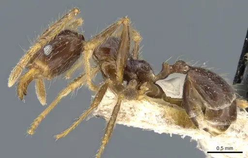 Pheidole phipsoni - CASENT0904273
