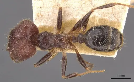 Pheidole phipsoni - CASENT0907933