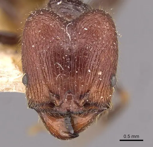 Pheidole phipsoni - CASENT0907933