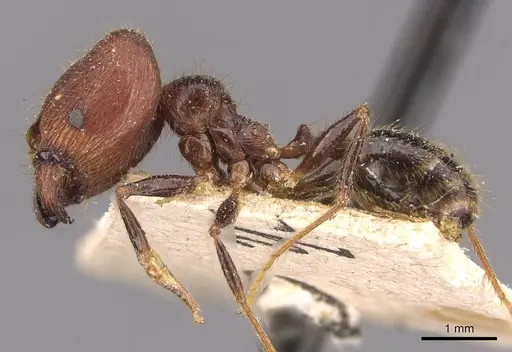 Pheidole phipsoni - CASENT0907933