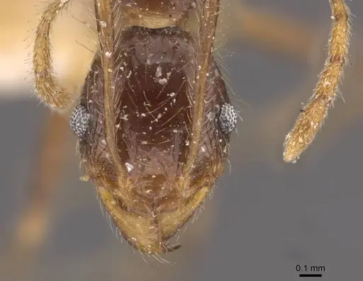 Pheidole phipsoni - CASENT0907934