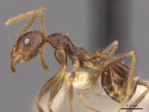 Pheidole phipsoni - CASENT0907934