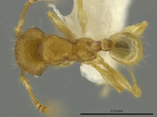 Pheidole pholeops specimen