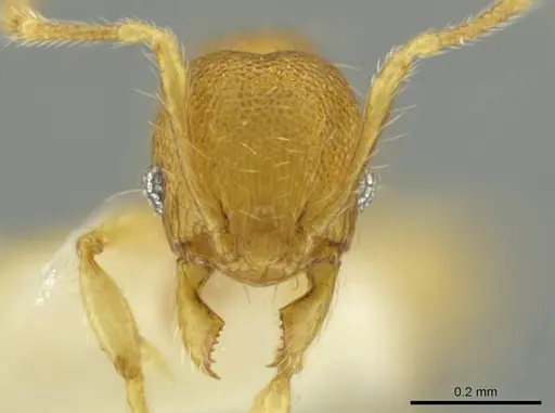 Pheidole pholeops specimen