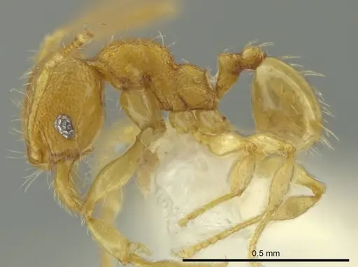 Pheidole pholeops specimen