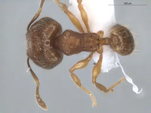 Pheidole pholeops - ECOFOG-CNI20-0062-11-S