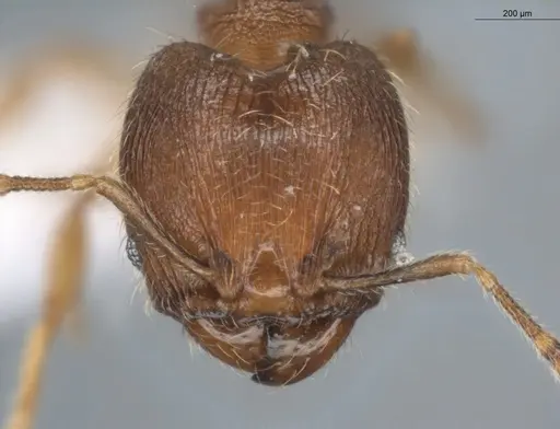 Pheidole pholeops - ECOFOG-CNI20-0062-11-S