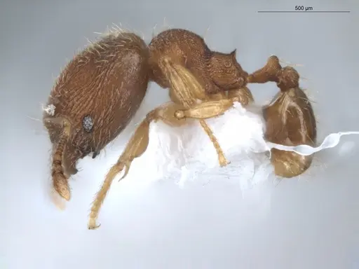 Pheidole pholeops - ECOFOG-CNI20-0062-11-S