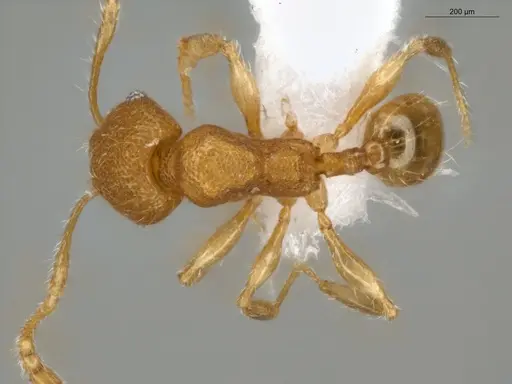 Pheidole pholeops - ECOFOG-MI15-0084-72