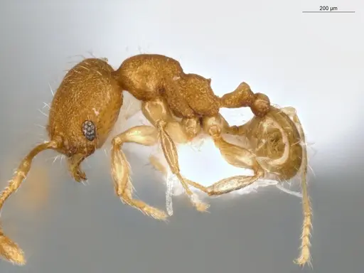 Pheidole pholeops - ECOFOG-MI15-0084-72