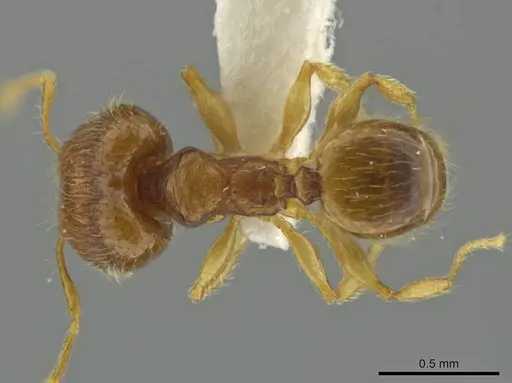 Pheidole pholeops - JTLC000016493