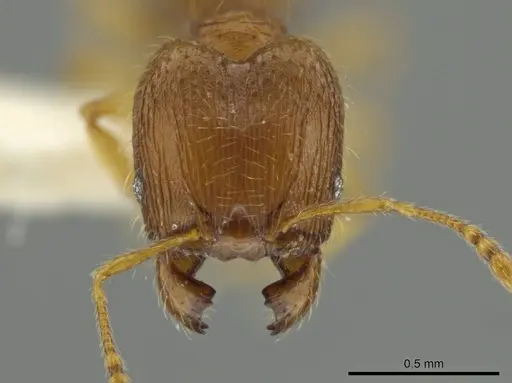 Pheidole pholeops - JTLC000016493