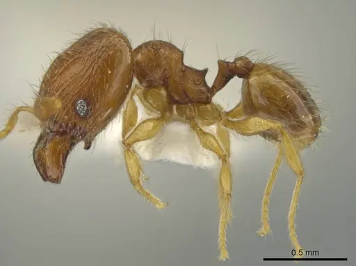 Pheidole pholeops - JTLC000016493