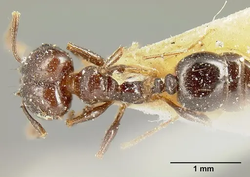 Pheidole piceonigra specimen