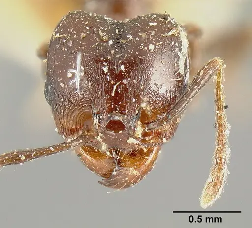 Pheidole piceonigra specimen