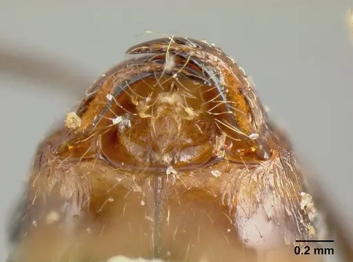 Pheidole piceonigra specimen