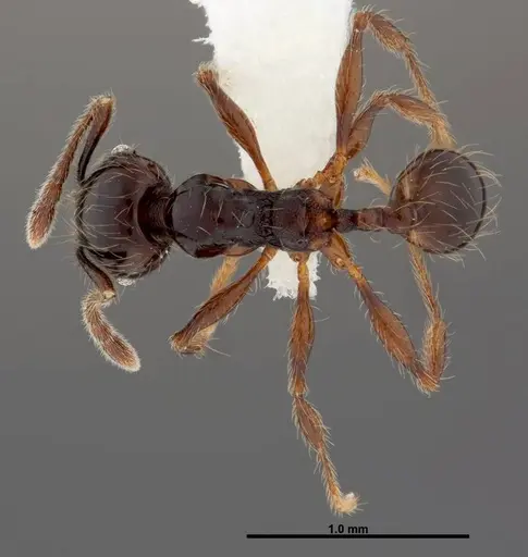 Pheidole picobarva specimen