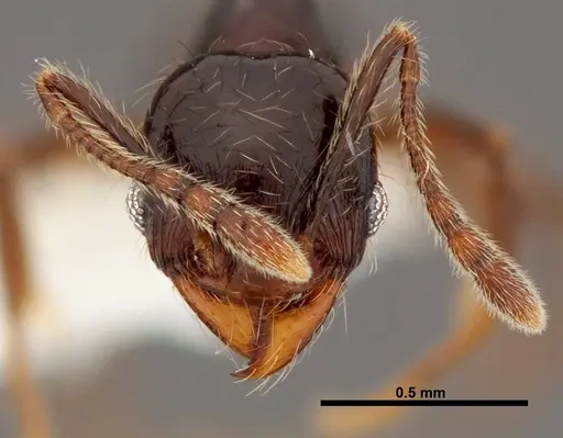 Pheidole picobarva specimen