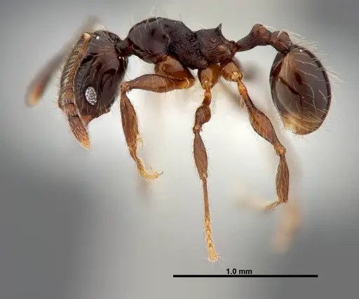 Pheidole picobarva specimen