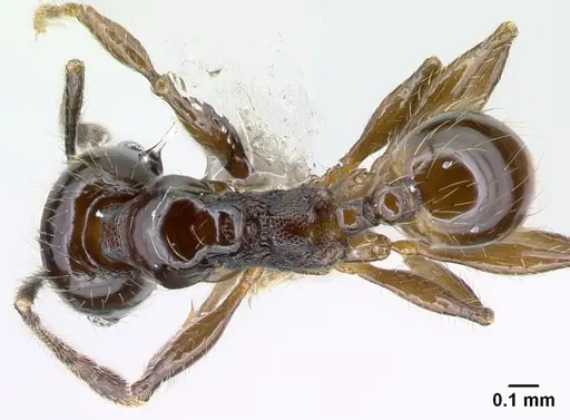Pheidole picobarva - CASENT0610055