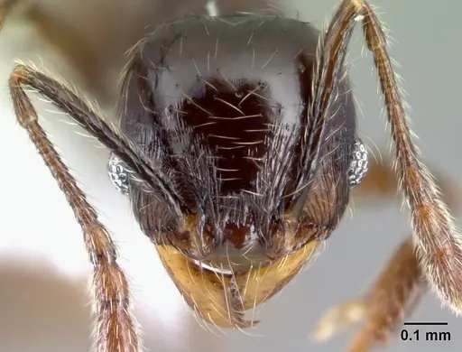 Pheidole picobarva - CASENT0610055