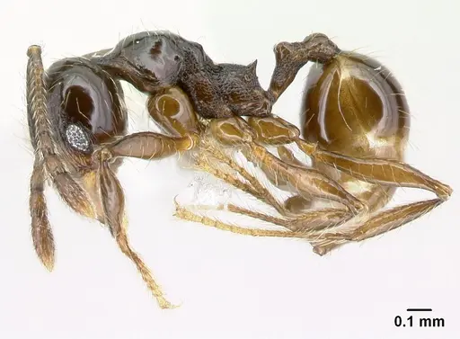 Pheidole picobarva - CASENT0610055
