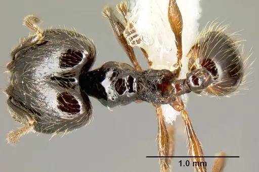 Pheidole picobarva - CASENT0610059
