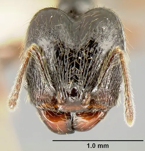 Pheidole picobarva - CASENT0610059
