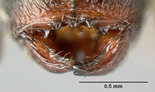 Pheidole picobarva - CASENT0610059
