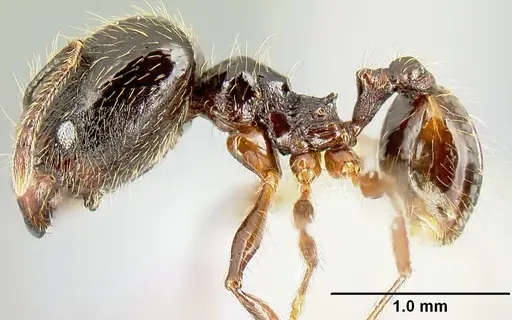 Pheidole picobarva - CASENT0610059