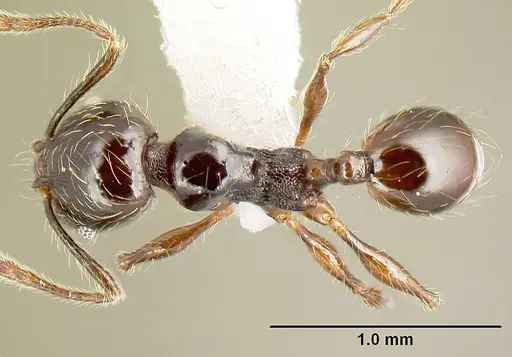 Pheidole picobarva - CASENT0610060